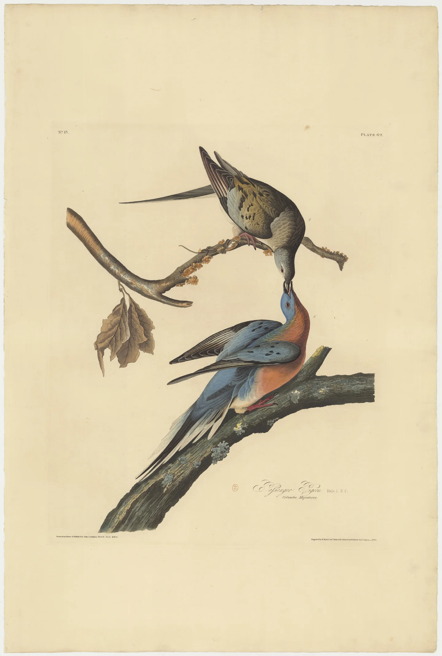 Audubon’s historical plate of two passenger pigeons on branches: a gray-brown female bends toward a male with slate-blue wings, a reddish breast, and a long tapered tail.